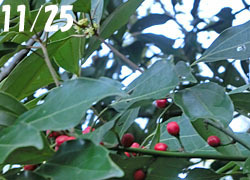 181211_sirodamo1.jpg