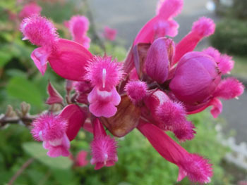 181216_roseleaf_s3.jpg