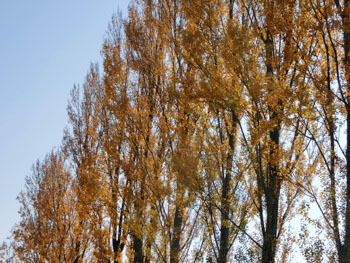 181217_poplar2.jpg