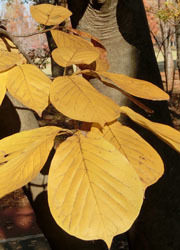 181221_h_mokuren1.jpg