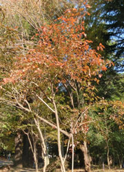 181224_kibusi1.jpg