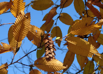 181224_kumaside3.jpg