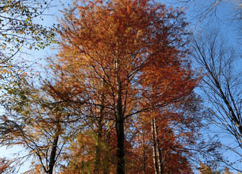 181224_raku_usho1.jpg