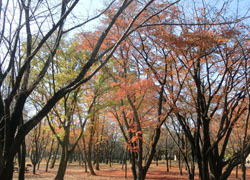 181225_sakura1.jpg