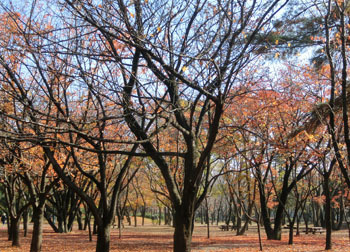 181225_sakura2.jpg