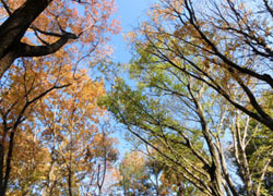 181225_zokibayasi1.jpg