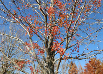 181227_a_hanakaede3.jpg
