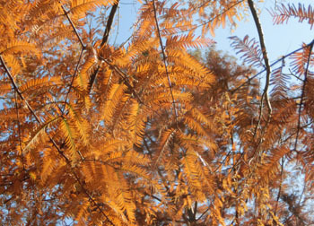 181227_metasequoia2.jpg