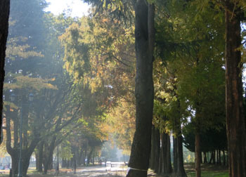 181227_park.jpg