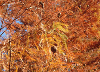 181227_raku_usho1.jpg