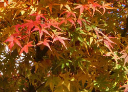 181228_iroha_k5.jpg