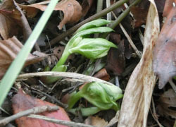 190303_helleborus5.jpg