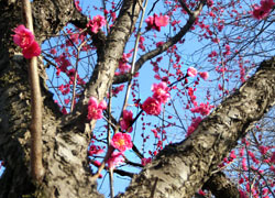 190304_ume04.jpg