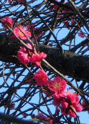 190304_ume05.jpg