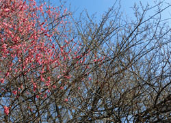 190304_ume08.jpg