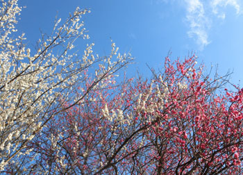 190304_ume11.jpg