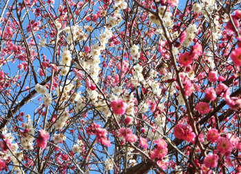 190304_ume12.jpg