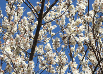 190304_ume13.jpg