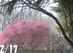 190305_ume01.jpg