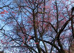 190305_ume08.jpg