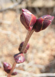 190310_lilac2.jpg