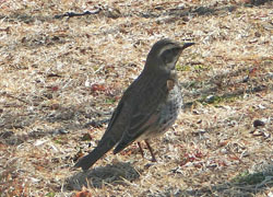 190310_tugumi.jpg