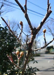 190311_sanshuyu1.jpg
