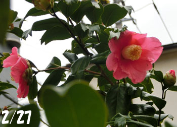 190313_tubaki06.jpg