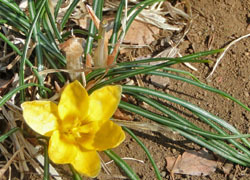 190318_crocus4.jpg