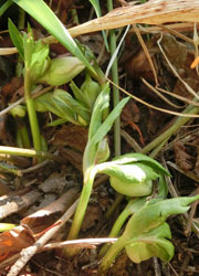 190318_helleborus2.jpg