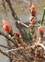 190323_botan.jpg