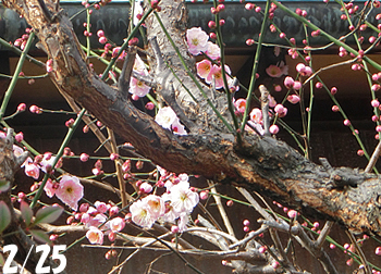 190323_ume.jpg