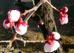 190324_bungo_u1.jpg