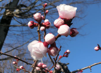 190324_bungo_u4.jpg