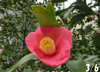 190324_tubaki1.jpg