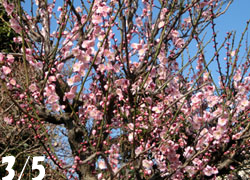 190324_ume1.jpg