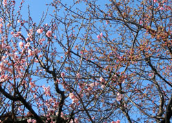 190324_ume3.jpg