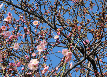 190324_ume4.jpg
