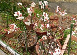190324_ume5.jpg