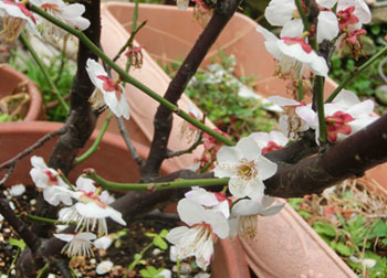 190324_ume6.jpg