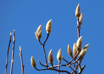 190328_h_mokuren2.jpg