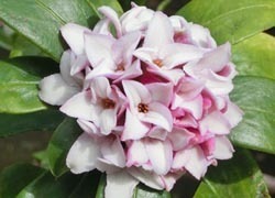 190331_jintyoge2.jpg