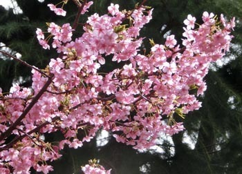 190331_kawadu_z2.jpg
