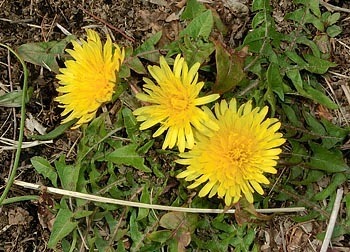 190401_tanpopo.jpg