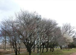 190401_ume1.jpg