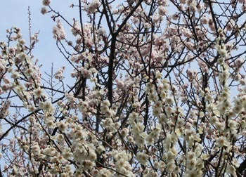 190401_ume4.jpg