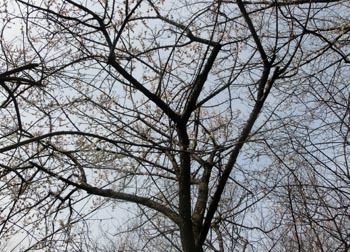 190401_ume6.jpg