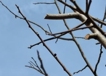 190402_pawpaw2.jpg