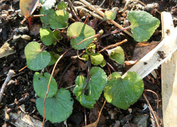 190415_tatitubo_s1.jpg