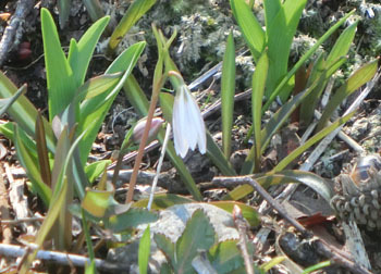 190416_h_amana2.jpg